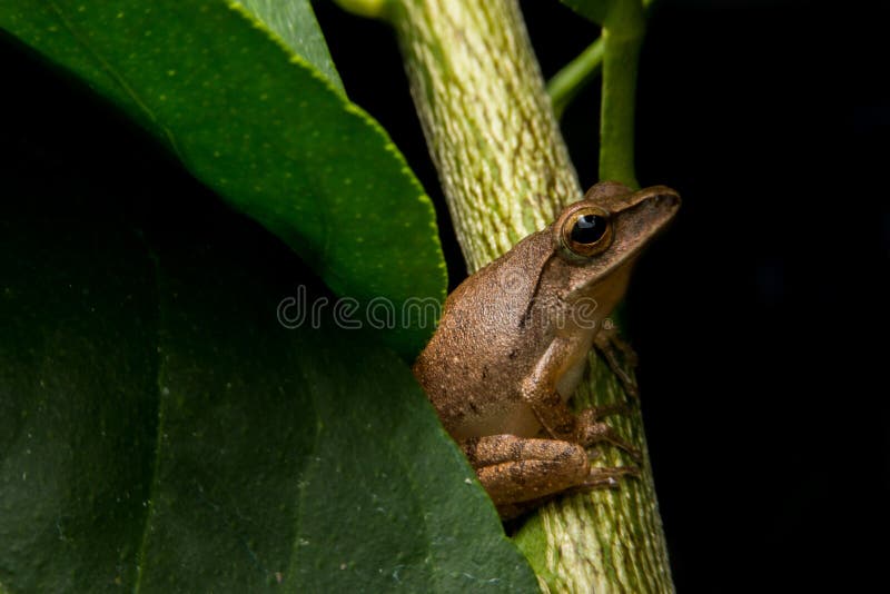 Frog /a small toad stock photos