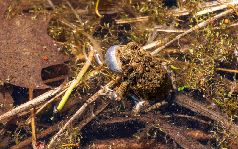 Frog Song at Montreal Botanical Garden Stock Photo - Image of leaf