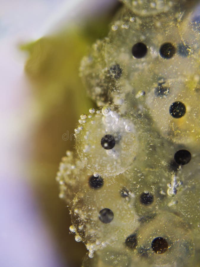 Macro detail of frog spawn. Toad life stock images, royalty-free photos and pictures