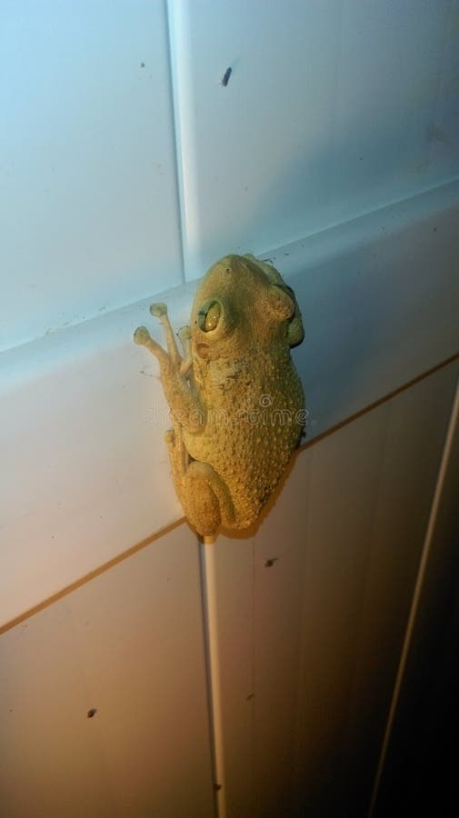 A Frog stock photo. Image of florida, spotted, catching 96895038