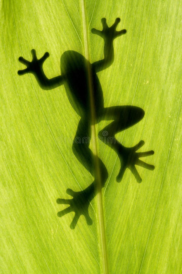 Frog stay on leaf