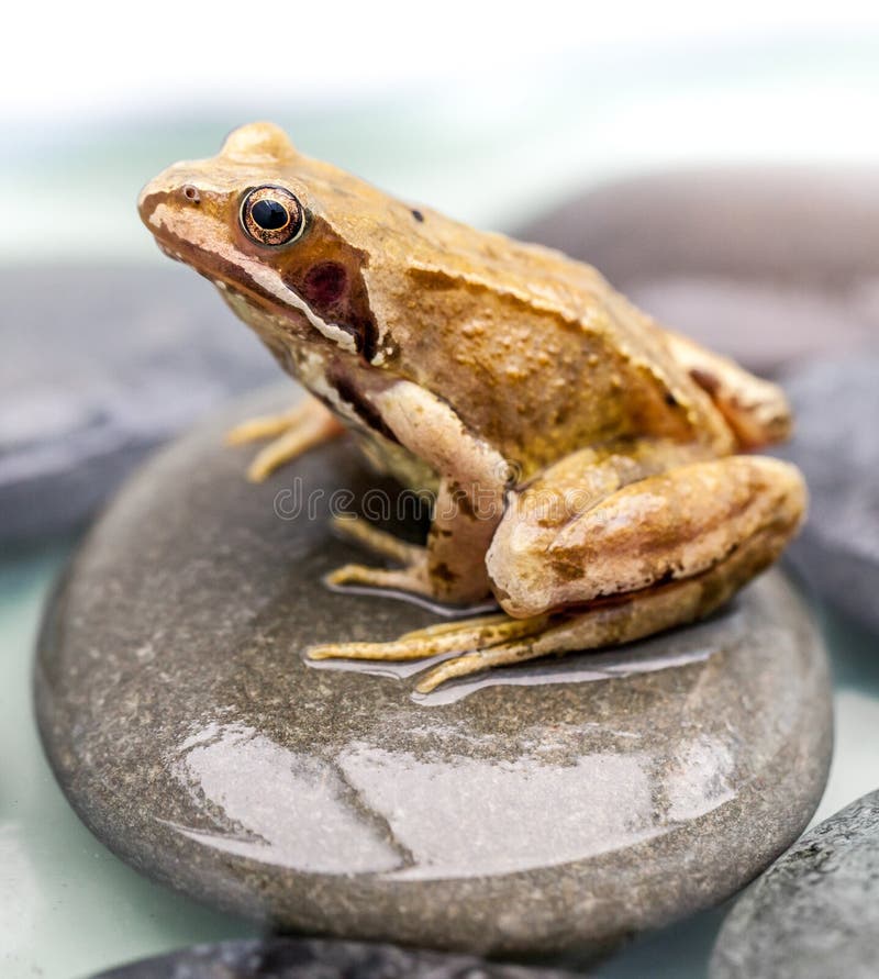 Frog On A Stone Stock Image Image 32723791