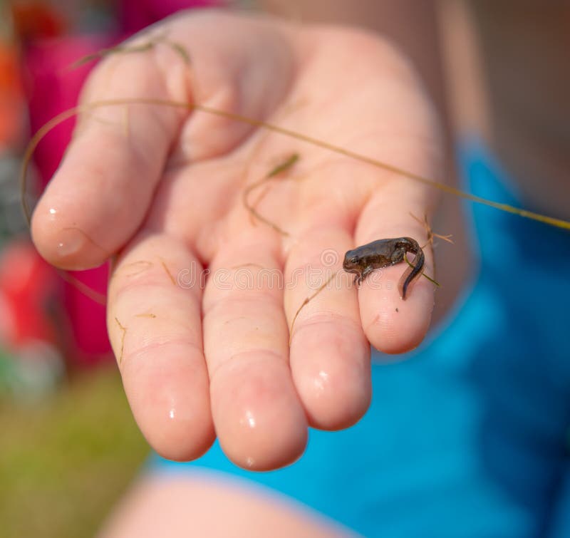 A frog tadpole with developed limbs held in a hand