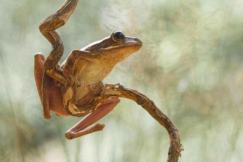 Frog or Toad in Amazing Pose Stock Photo - Image of places, nature:  220914642