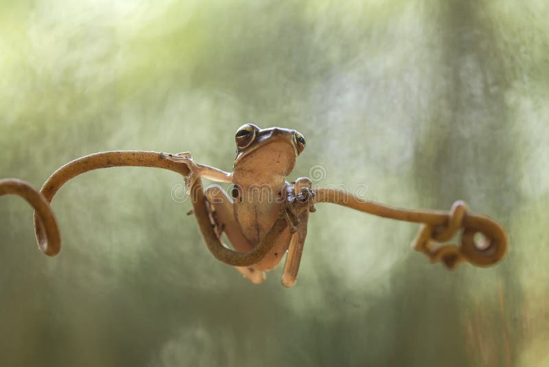 Frog or Toad in Amazing Pose Stock Photo - Image of amphibian, tree:  220916394