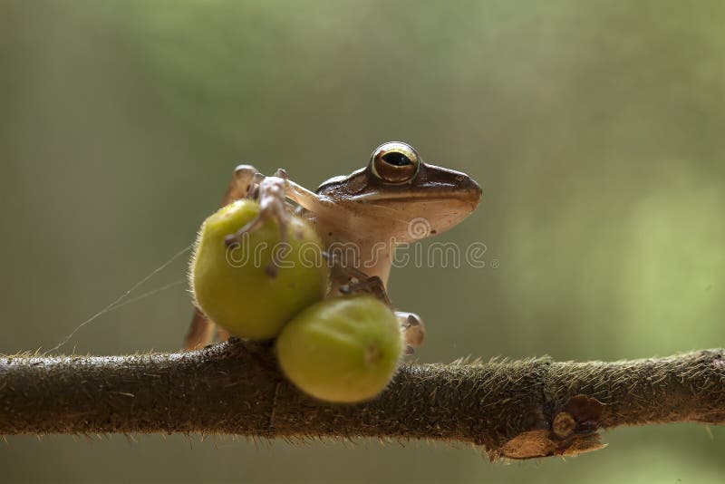 Frog or Toad in Amazing Pose Stock Image - Image of beauty, live: 220916139