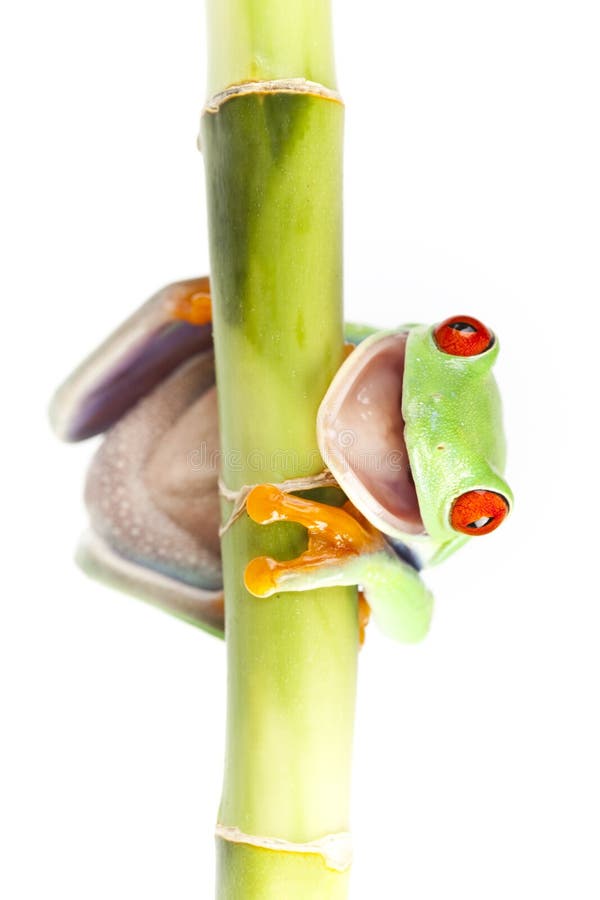 Frog on tulip on bamboo