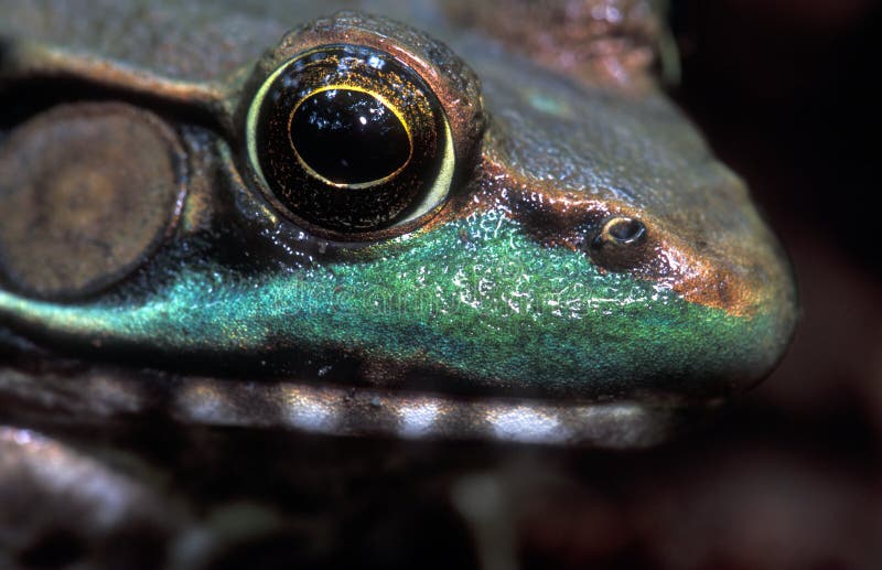Frog up close