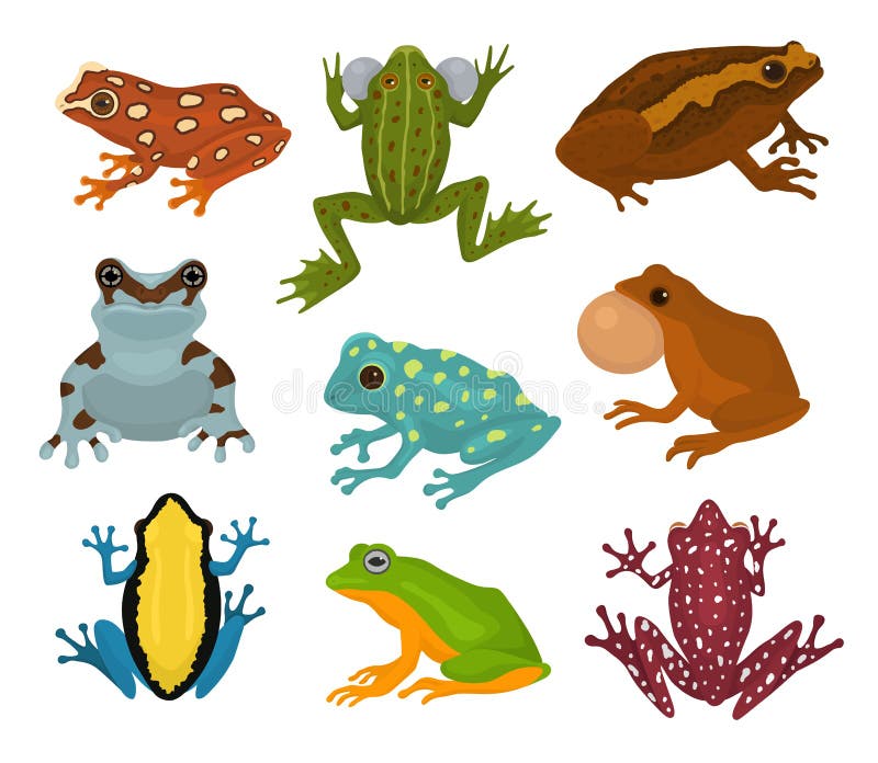 Frog vector froggy character and cartoon amphibian toad in tropical nature illustration set of fauna exotic treefrog and