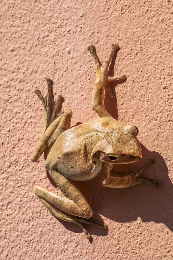 Frog Stuck to a Window stock image. Image of small, stuck 56998749