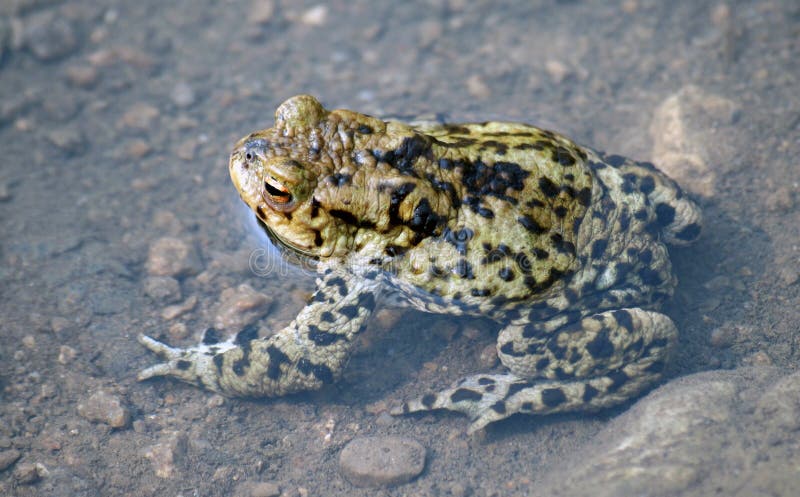 Frog in water