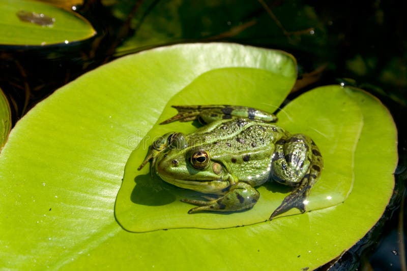 Frog on water lily leaf