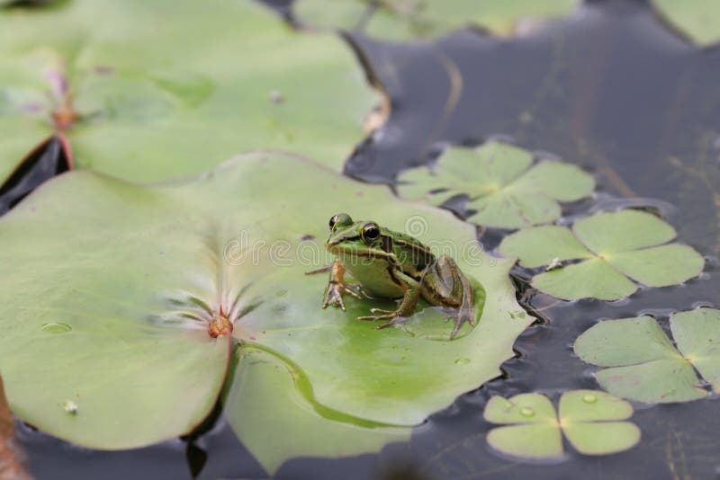Frog and Water Lily leaf stock photo. Image of aquatic 44078172