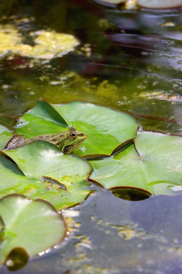 Frog and Water Lily stock image. Image of summer, swamp 270067885