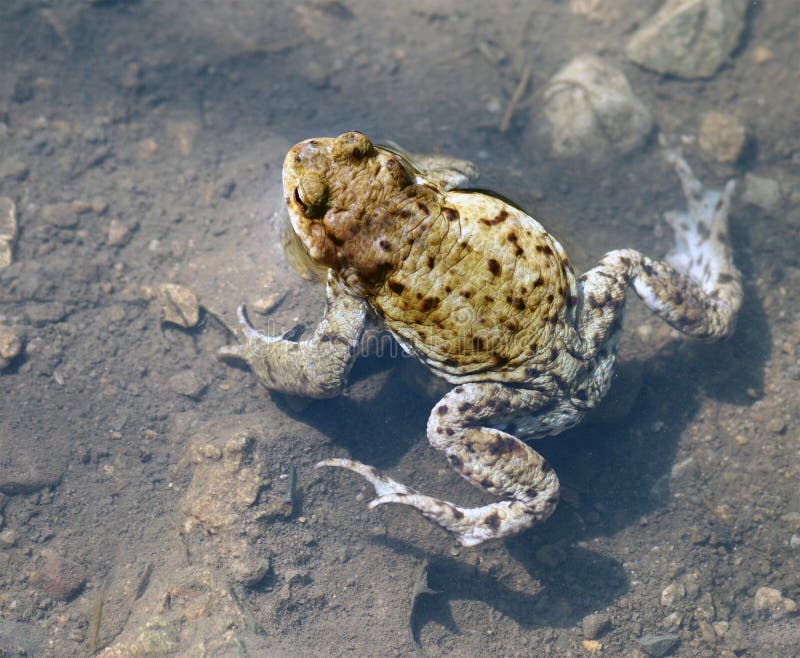 Frog in water