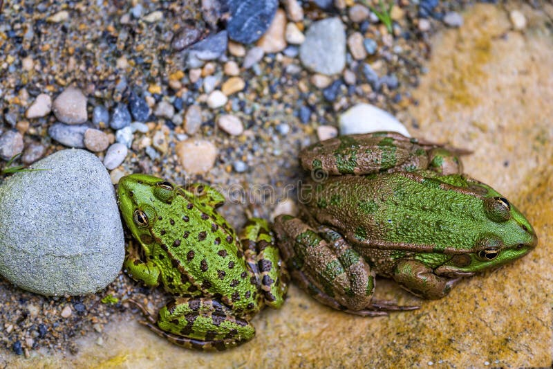 Frog in Water. Pool Frog Resting. Pelophylax Lessonae. European Frog