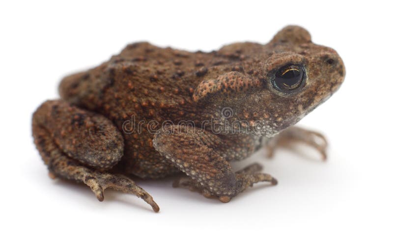 Frog on white stock photo. Image of frog, single, white - 79172334