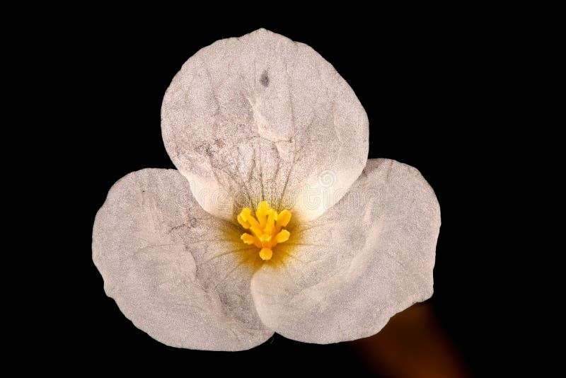 Frogbit Hidrocharis Morsusranae. Closet De Flores Masculinas Foto de archivo - Imagen de negro, bielorrusia: 185171292 Frogbit Hidrocharis Morsusranae. Closet De Flores Masculinas Foto de archivo - Imagen de negro, bielorrusia: 185171292