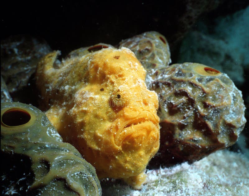 A frogfish nestled between tube sponges off the coast of bonaire, netherlands antilles;