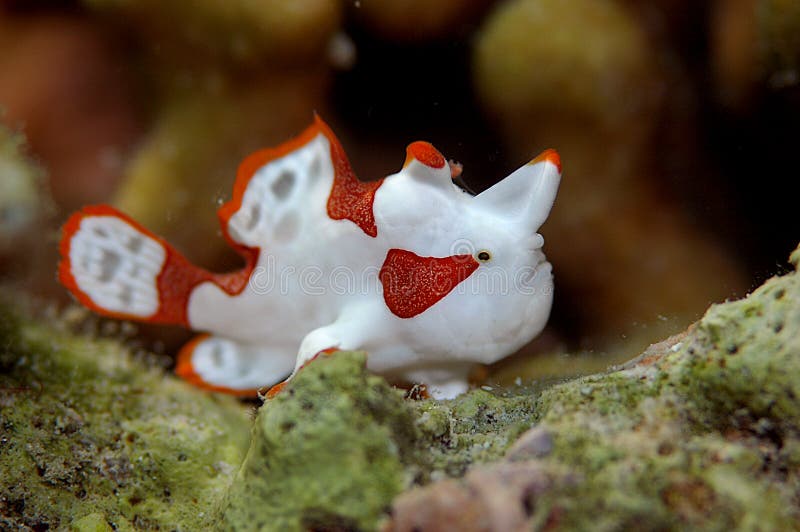 Frogfish del payaso foto de archivo libre de regalías Frogfish del payaso foto de archivo libre de regalías
