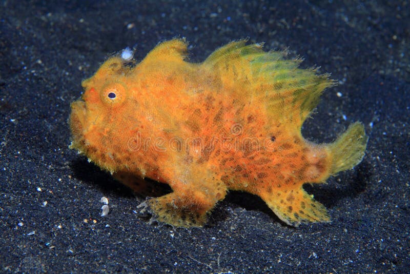 Frogfish