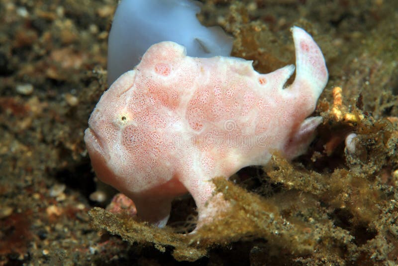 Frogfish