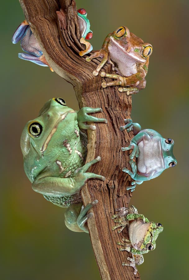 Froggies on a branch