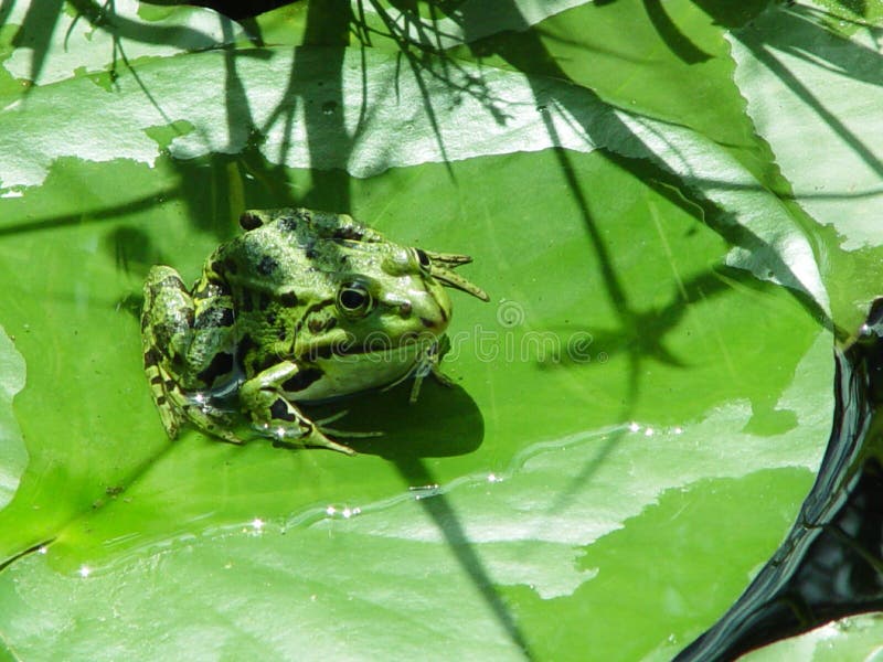 frog in a pond. frog in a pond