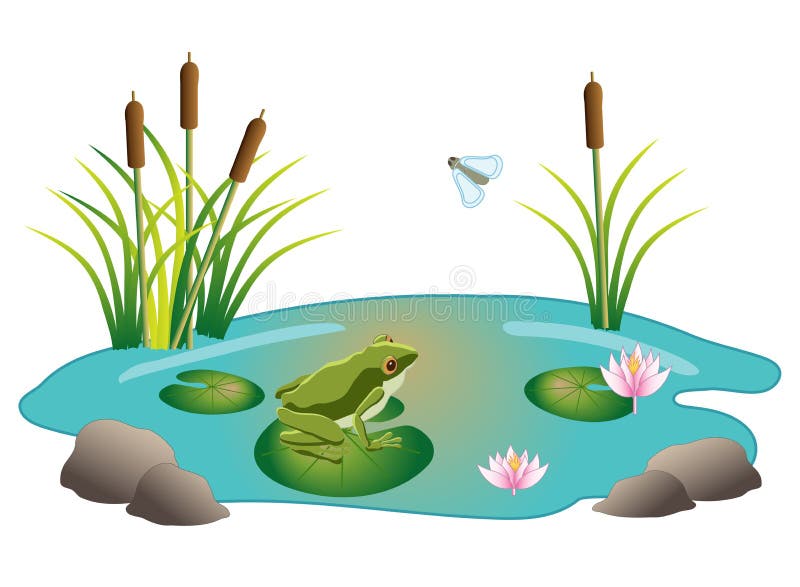 Frog Pond Ecosystem with Cattails