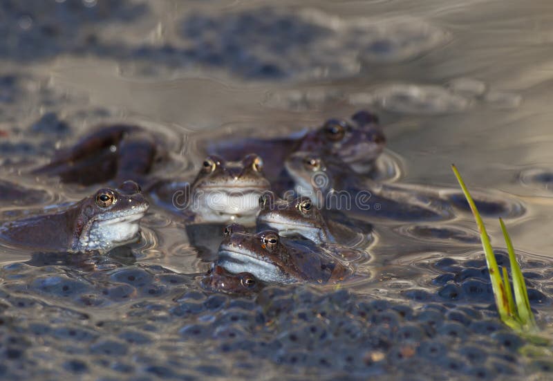 Frogs