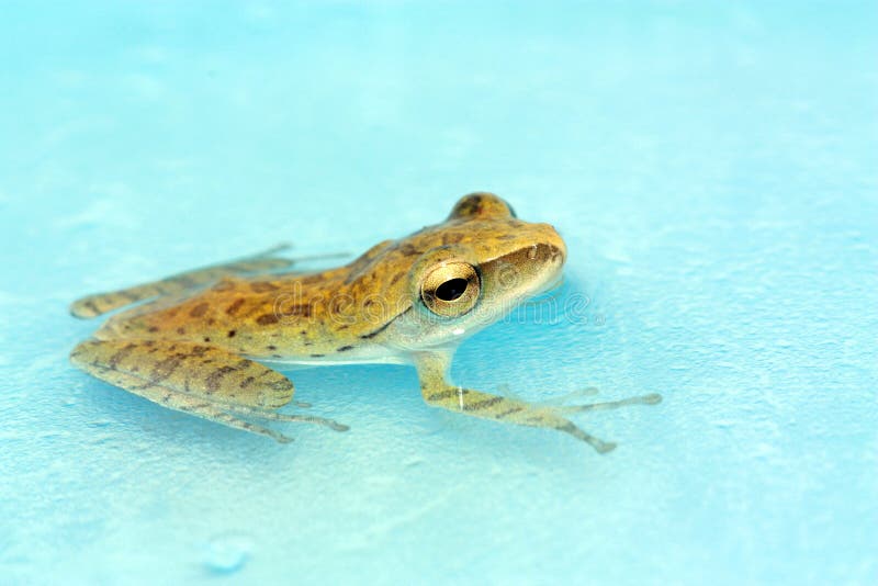 Two Frogs - Anura Have Their Heads in the Water Facing Each Other, Nice Eyes are Seen and the Image is Reflected in the Water Stock Photo - Image of cute, animal: 179729906 Two Frogs - Anura Have Their Heads in the Water Facing Each Other, Nice Eyes are Seen and the Image is Reflected in the Water Stock Photo - Image of cute, animal: 179729906