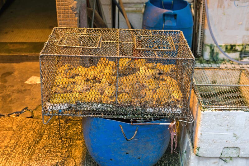 Frogs in Cage stock photo. Image of china, kong, asia 158428868