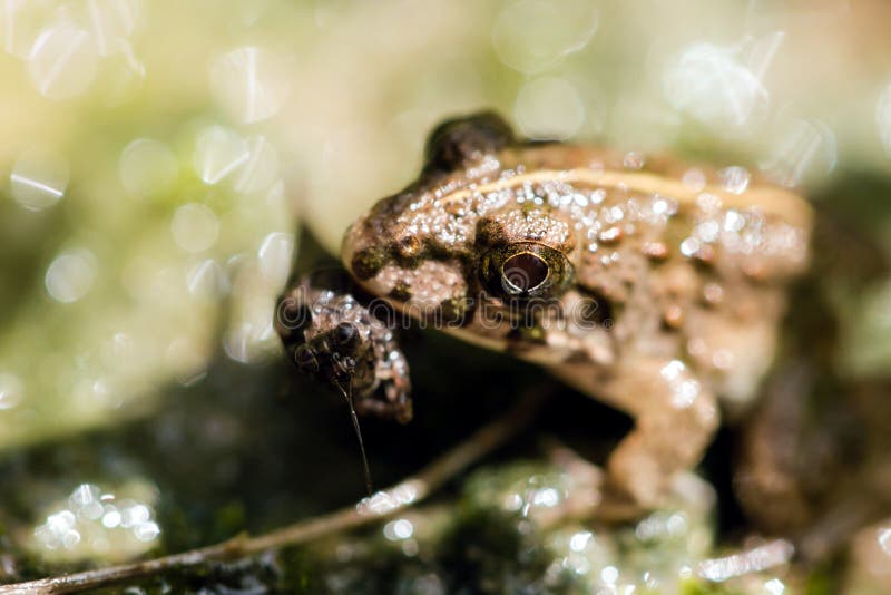 Frogs eats a diet of insects