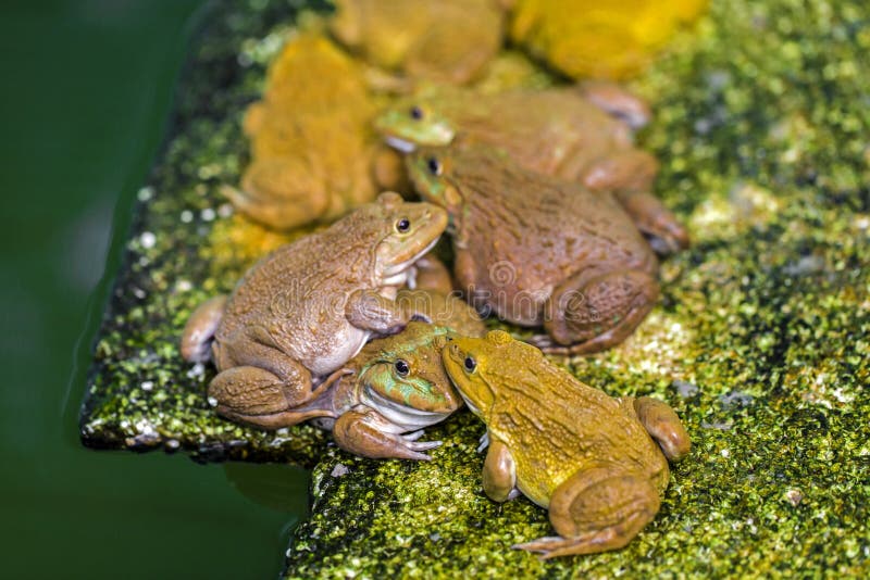 Frogs Eats a Diet of Insects Stock Photo - Image of green, habitat