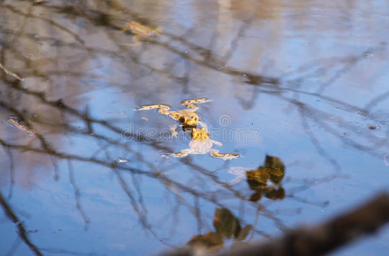 Frogs in the lake stock image. Image of fauna, reflecting 188018861