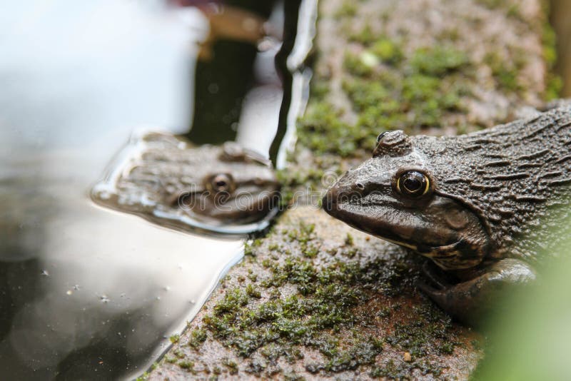 Frogs live the pond stock image. Image of nature, brown 153899839