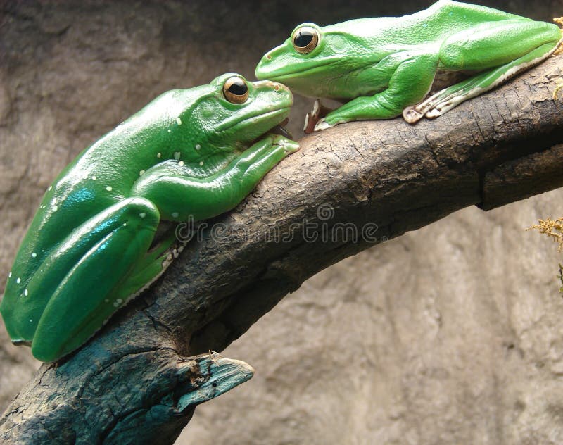 Frogs in love stock image. Image of together, frog, frogs 2405061