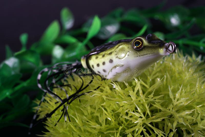 small predatory aquarium fish