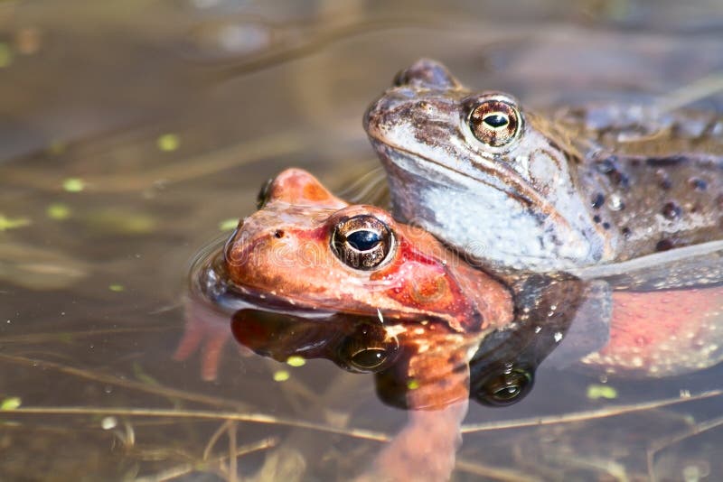 Frogs in the pond