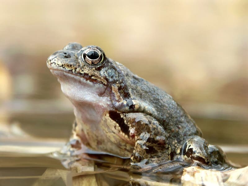 frogs portrait in the forest pond
