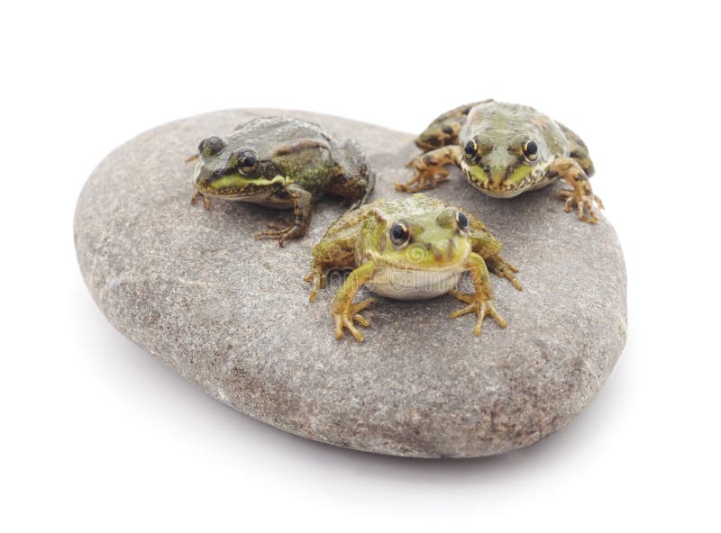 Frogs on the stone. stock image. Image of organism, river 100917479