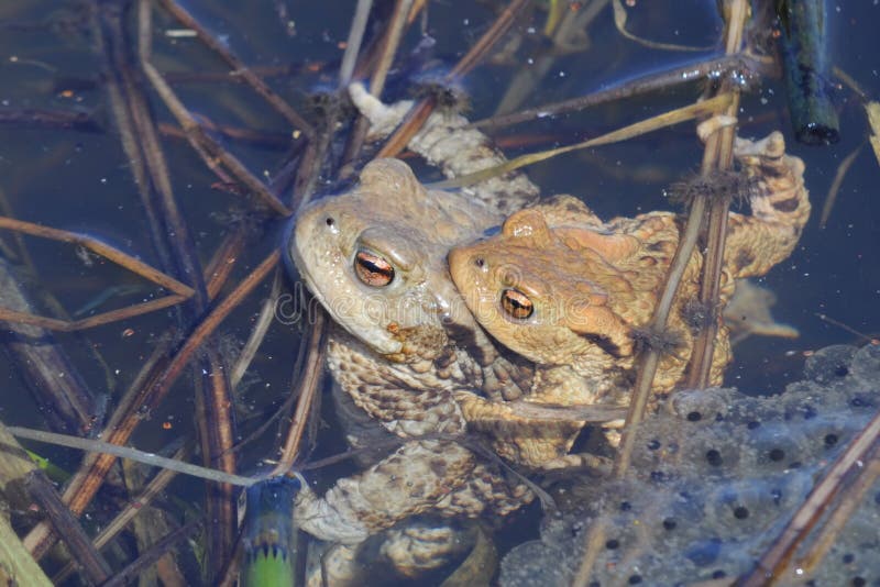 Frogs in eggs stock image. Image of amphibian, mating 24438453