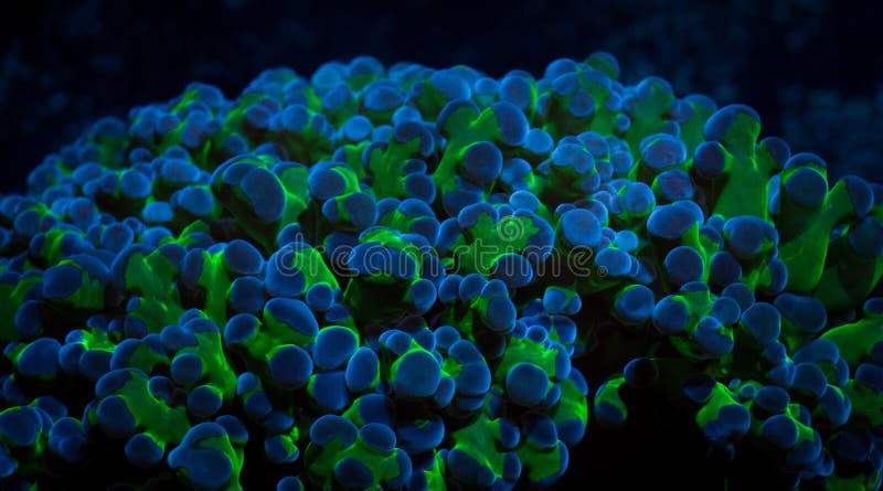 Frogspawn korall i akvarium royaltyfria foton Frogspawn korall i akvarium royaltyfria foton