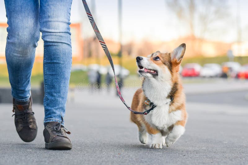 Frohe Waliser-Corgi Pembroke-Hund-portait auf einer Leine während eines Gehen Sie im Stadtzentrum konzentrierte sich auf den Inhab