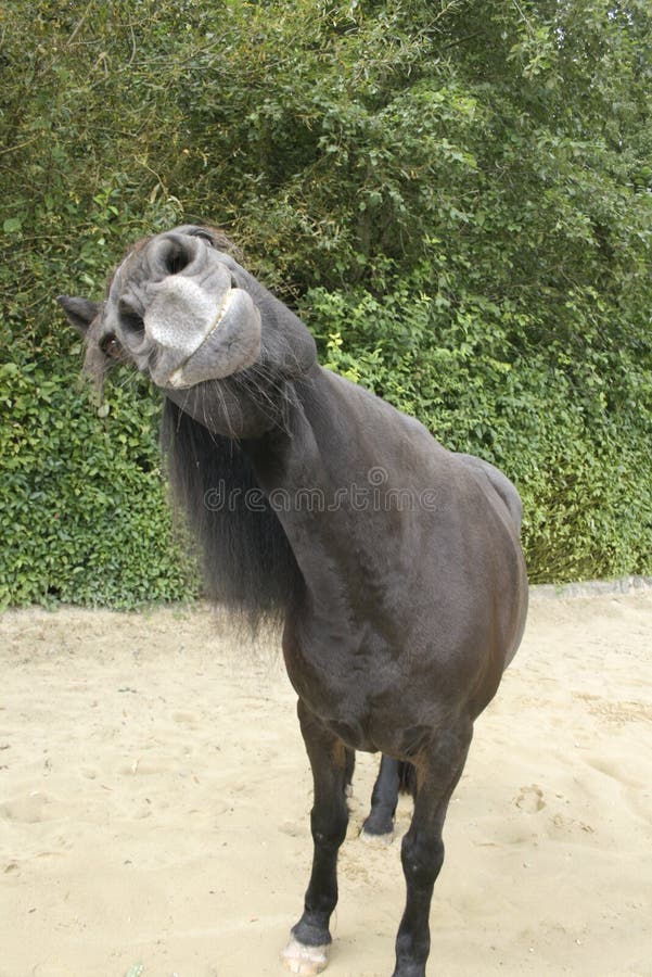 Frohes Pferd lächeln und Gesichter frontal in der Kamera machen stockfotografie Frohes Pferd lächeln und Gesichter frontal in der Kamera machen stockfotografie
