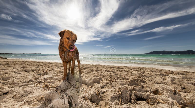 At sunny Playa del Caragol, Mallorca, a dog joyfully races the shore, with the shimmering Balearic sea as backdrop. At sunny Playa del Caragol, Mallorca, a dog joyfully races the shore, with the shimmering Balearic sea as backdrop