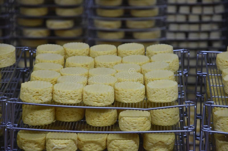 Fromage camembert mûr. Fromage de maturation. Entrepôt d'usine de fromage avec étagères empilées de fromage