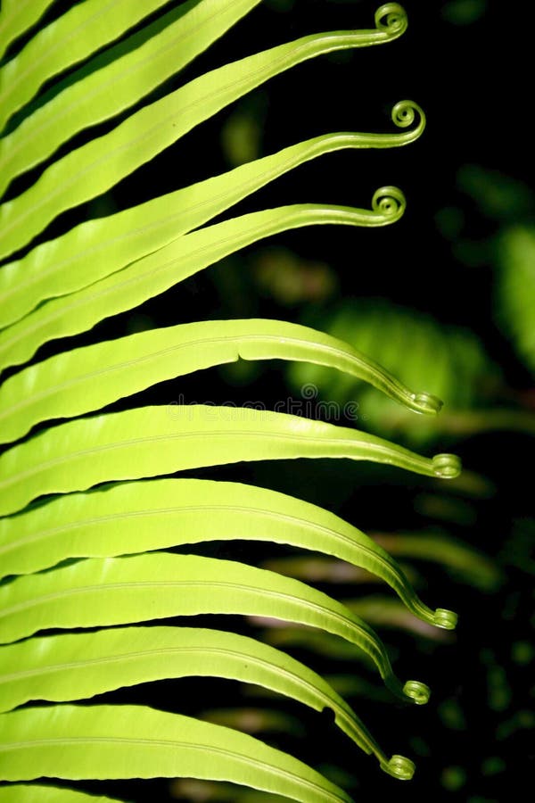 Dynamic frond composition, vibrant green background texture. Dynamic frond composition, vibrant green background texture.