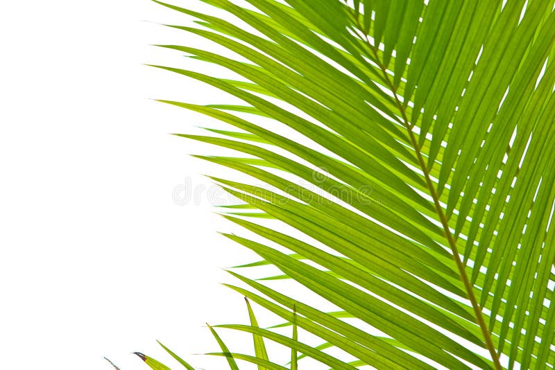 Palmeras en un entorno al aire libre imágenes de archivo libres de regalías