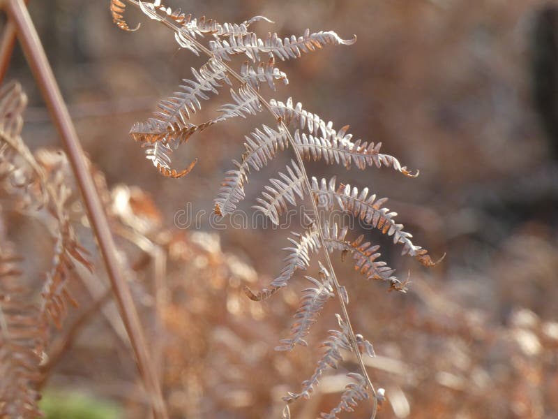 Fronde Sèche De Fougères Avec La Forme Symétrique Au Premier Soleil De  Printemps Photo stock - Image du nature, anglais: 196803754